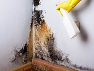 Photos by Mold Experts of Dirty T #1