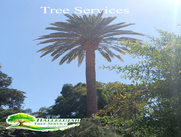 Photos by Hallelujah Tree Service #1