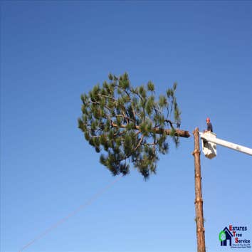 Estates Tree Service