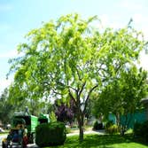 Artistic Treeworks
