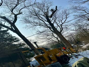 Tree CuttingRemoval