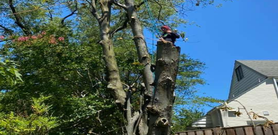 Arbor Image Tree Care