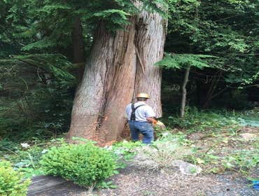 Photo(s) from Justin L Foss Tree Service