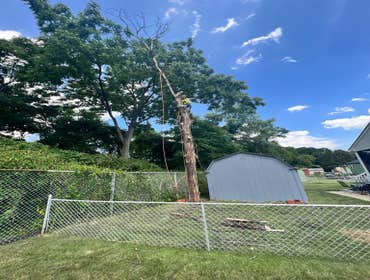 Photos by Herrera Tree Services and Landscaping LLC #3