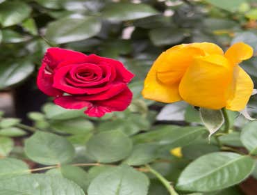 Photos by Landscaping & Gardening Services #15