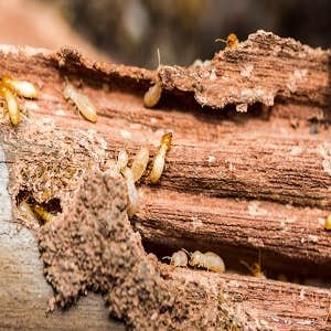 Cherub Termite Removal Experts