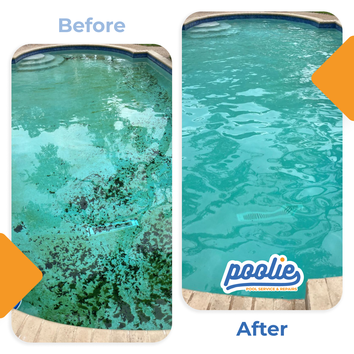 Poolie 