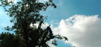 Photos from Arbortex Tree Service