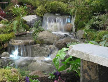 Photos by Aqualife Ponds #1