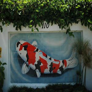 Santa Barbara Koi