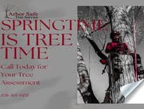 Photos by Arborsafe Tree Service #1