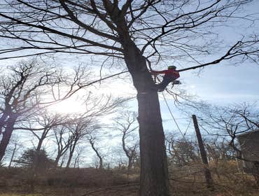 Photos by Green Point Tree Services & Landscaping #20
