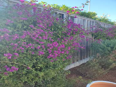 Photos by Tuyub Landscaping #17