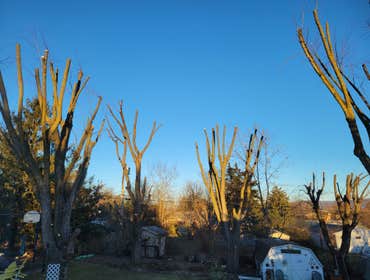 Photos by Hernandez Tree Services #24