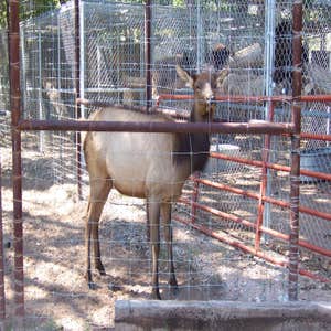 Nm Bear watch 9-23-11