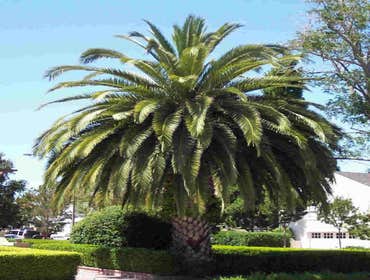 Photos by B&c Fruit Trees & Landscape LLC #1