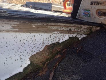 Damaged facia board ( roof )