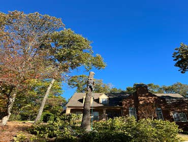 Photos by Rg Tree Services #4