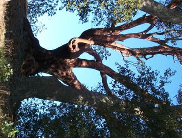 Photos by Cambria Pines Tree Service Inc #1