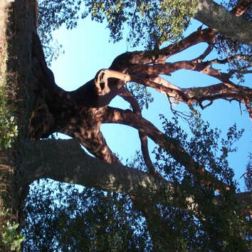 Photos by Cambria Pines Tree Service Inc #1