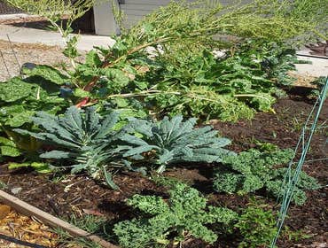 Photos from Xeriphytic Landscape Design Solutions Inc