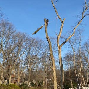 Tree service and stump grinder