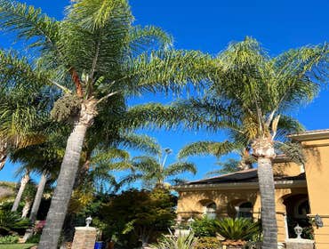 Photos by Jose Marin Tree Service #6