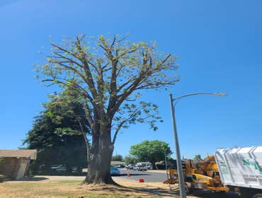 Photos by Navarro Tree Service Inc #7