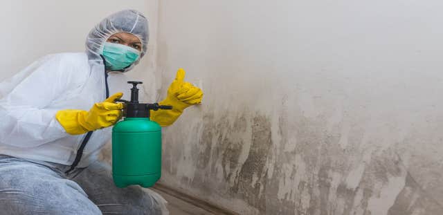 Mold Experts of New Orleans