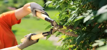 Master of Tree Care Services Inc