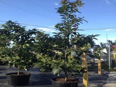Photos by B&c Fruit Trees & Landscape LLC #1