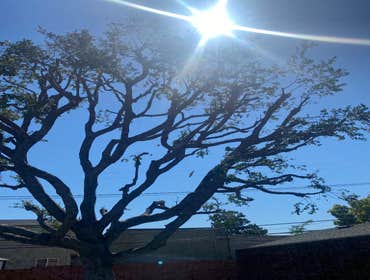 Photos by Jose Marin Tree Service #9
