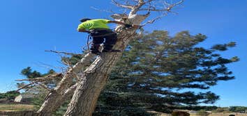 Photos by United Tree Service #2