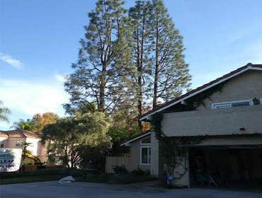 Photos by Villeda Tree Services #1