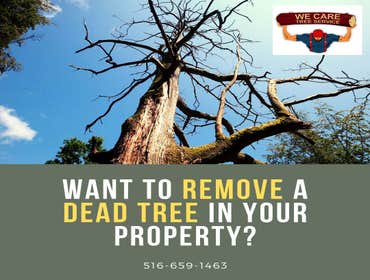 We Care Tree Services Looking for complete tree service. From tree removal to land clearing – We Care Tree Service can handle all of your tree service 