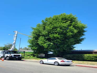 Photos by Navarro Tree Service Inc #6