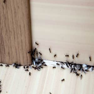 Cherub Termite Removal Experts