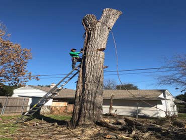 Photos by K-perez Tree Services #1