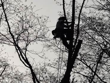 Photos by Elite Tree Care #1