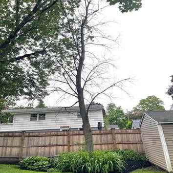 Photos by Yandi's Tree Service #1
