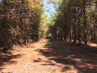 Brush cutting and clearing