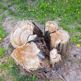 Photos by Bridgewater Stump Grinding #1
