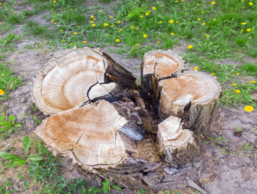 Photos by Bridgewater Stump Grinding #1