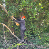 Ventura Tree Services