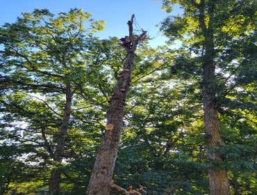 Photos by Hernandez Tree Services #7