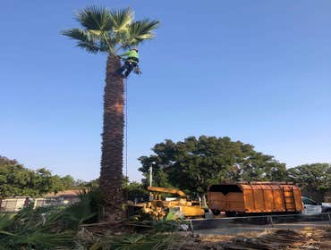 Photos by Chavezm Tree Service #1