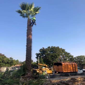 Photos by Chavezm Tree Service #1