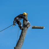 Sid Professional Tree Service LLC