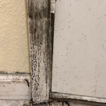 Photos by Imold Cleaning and Restoration - Water Damage and Mold Removal Specialists #1