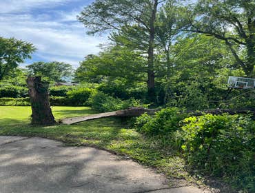 Photos by El Tule Tree Services LLC #5
